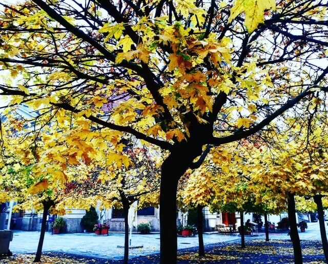 Tradisi Menyambut Musim Gugur di Jerman: Kapan dan Apa Saja?